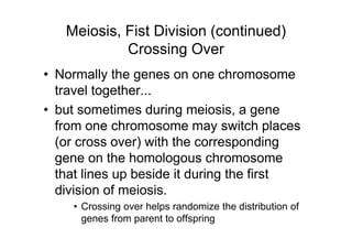 Meiosis, Fist Division (continued)
            Crossing Over
• Normally the genes on one chromosome
  travel together...
• but sometimes during meiosis, a gene
  from one chromosome may switch places
  (or cross over) with the corresponding
  gene on the homologous chromosome
  that lines up beside it during the first
  division of meiosis.
    • Crossing over helps randomize the distribution of
      genes from parent to offspring
 