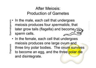 After Meiosis:
                           Production of Gametes
                  • In the male, each cell that undergoes
Spermatogenesis




                    meiosis produces four spermatids, that
                    later grow tails (flagella) and become
                    sperm cells.
                  • In the female, each cell that undergoes
                    meiosis produces one large ovum and
Oogenesis




                    three tiny polar bodies. The ovum survives
                    to become an egg, and the three polar die
                    and disintegrate.
 