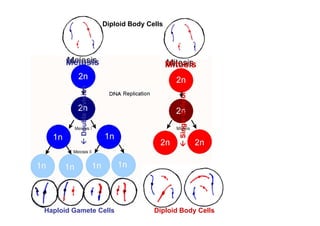 Diploid Body Cells




      Meiosis                                    Mitosis

          Double division




                                                    Single division



Haploid Gamete Cells                       Diploid Body Cells
 