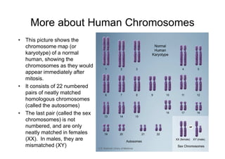 More about Human Chromosomes
• This picture shows the
  chromosome map (or
  karyotype) of a normal
  human, showing the
  chromosomes as they would
  appear immediately after
  mitosis.
• It consists of 22 numbered
  pairs of neatly matched
  homologous chromosomes
  (called the autosomes)
• The last pair (called the sex
  chromosomes) is not
  numbered, and are only
  neatly matched in females
  (XX). In males, they are
  mismatched (XY)
 