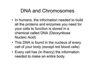 DNA and Chromosomes
• In humans, the information needed to build
  all the proteins and enzymes you need for
  your cells to function is stored in a
  chemical called DNA (Deoxyribose
  Nucleic Acid)
• This DNA is found in the nucleus of every
  cell of your body (except red blood cells)
• Every cell has (in theory) the information
  needed to make an entire body.
 