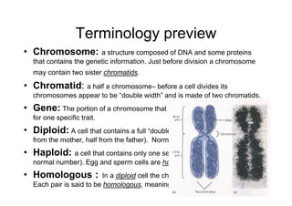 Terminology preview
• Chromosome: a structure composed of DNA and some proteins
  that contains the genetic information. Just before division a chromosome
  may contain two sister chromatids.

• Chromatid: a half a chromosome– before a cell divides its
  chromosomes appear to be “double width” and is made of two chromatids.
• Gene: The portion of a chromosome that contains enough DNA to code
  for one specific trait.
• Diploid: A cell that contains a full “double set” of chromosomes (half
  from the mother, half from the father). Normal body cells are diploid.
• Haploid: a cell that contains only one set of chromosomes (half the
  normal number). Egg and sperm cells are haploid
• Homologous :           In a diploid cell the chromosomes are “paired”.
  Each pair is said to be homologous, meaning they resemble each other.
 