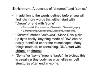 Enrichment: A bunches of “chromes” and “somes”

• In addition to the words defined before, you will
  find lots more words that either start with
  “chrom” or end with “some”
      • Chromatid, Chromosome, Chromatin, Chromatography
      • Chromosome, Centrosome, Lysosome, Ribosome.
• “Chromo” means “coloured”. Since DNA picks
  up dyes easily, anything made of DNA can be
  easily identified under the microscope. Many
  things made of, or containing, DNA start with
  chrom- or chromo-.
• “Soma” or “some” means “body”. In biology this
  is usually a tiny body, so organelles or cell
  structures often end in -some.
 