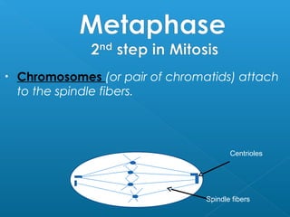 • Chromosomes (or pair of chromatids) attach
to the spindle fibers.
Centrioles
Spindle fibers
 