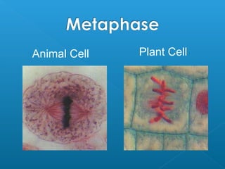 Animal Cell Plant Cell
 