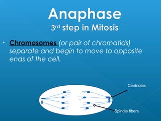 • Chromosomes (or pair of chromatids)
separate and begin to move to opposite
ends of the cell.
Centrioles
Spindle fibers
 