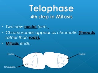 • Two new nuclei form.
• Chromosomes appear as chromatin (threads
rather than rods).
• Mitosis ends.
NucleiNuclei
Chromatin
 