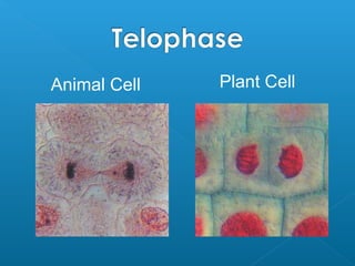 Animal Cell Plant Cell
 