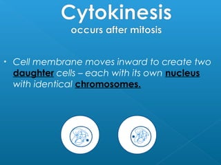 • Cell membrane moves inward to create two
daughter cells – each with its own nucleus
with identical chromosomes.
 
