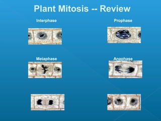 Plant Mitosis -- Review
Interphase Prophase
Metaphase Anaphase
Telophase Interphase
 