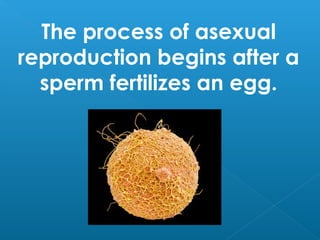 The process of asexual
reproduction begins after a
sperm fertilizes an egg.
 