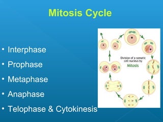Mitosis Cycle
• Interphase
• Prophase
• Metaphase
• Anaphase
• Telophase & Cytokinesis
 