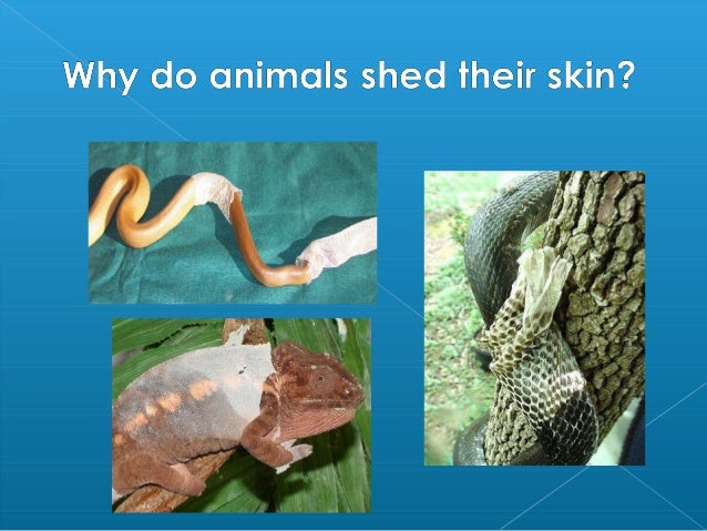 Mitosis plant & animal