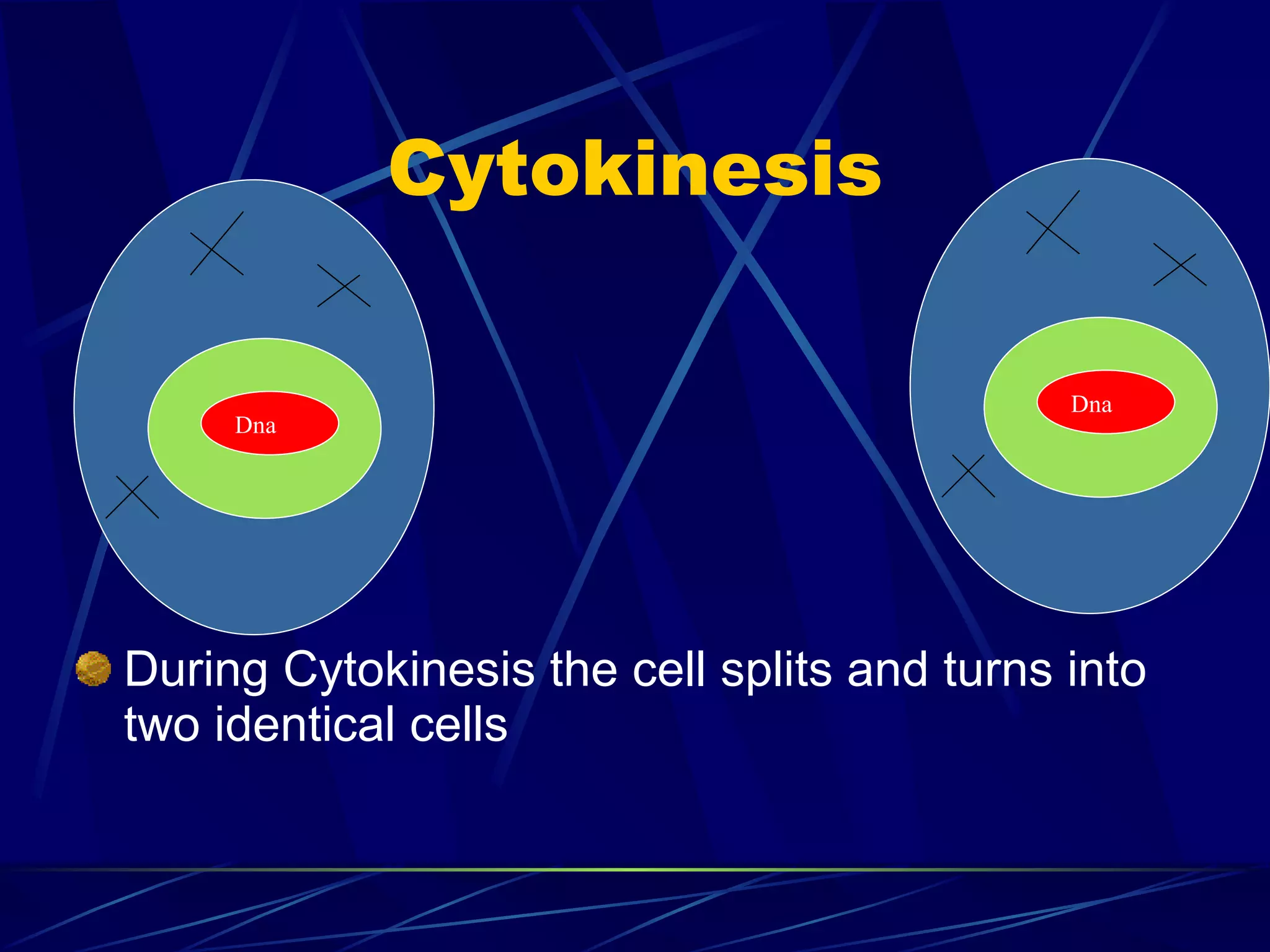 mitosis-power-point-ppt