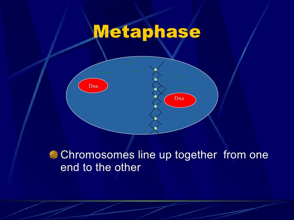 mitosis-power-point