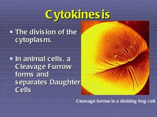 Cytokinesis <ul><li>The division of the cytoplasm. </li></ul><ul><li>In animal cells, a Cleavage Furrow forms and separate...