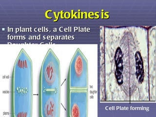 Cytokinesis <ul><li>In plant cells, a Cell Plate forms and separates Daughter Cells. </li></ul>Cell Plate forming 