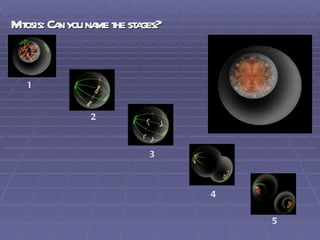 Mitosis: Can you name the stages? 1 2 3 4 5 