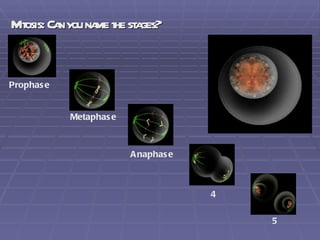 Mitosis: Can you name the stages? Prophase Metaphase Anaphase 4 5 