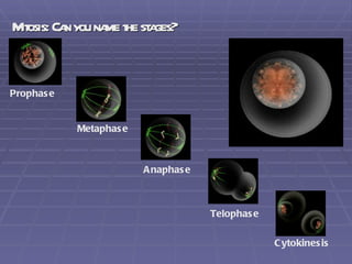 Mitosis: Can you name the stages? Prophase Metaphase Anaphase Telophase Cytokinesis 