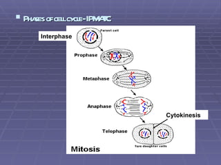 <ul><li>Phases of cell cycle- IPMATC </li></ul>Interphase Cytokinesis 