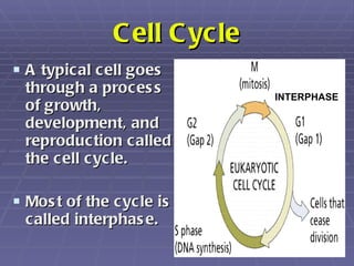 Cell Cycle <ul><li>A typical cell goes through a process of growth, development, and reproduction called the cell cycle. <...