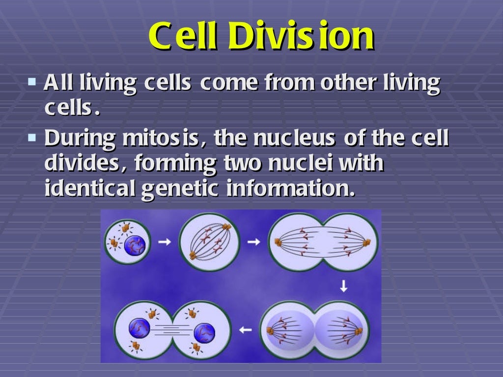 mitosis-powerpoint