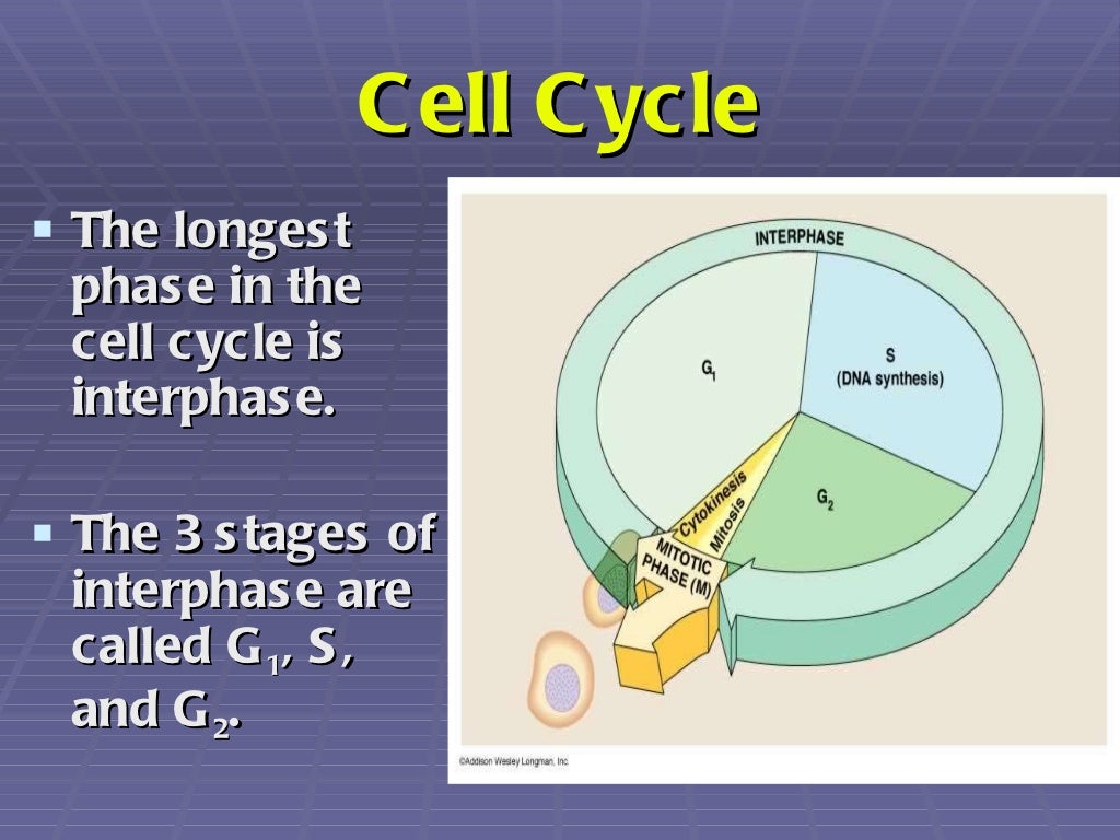 A powerpoint presentation about mitosis image