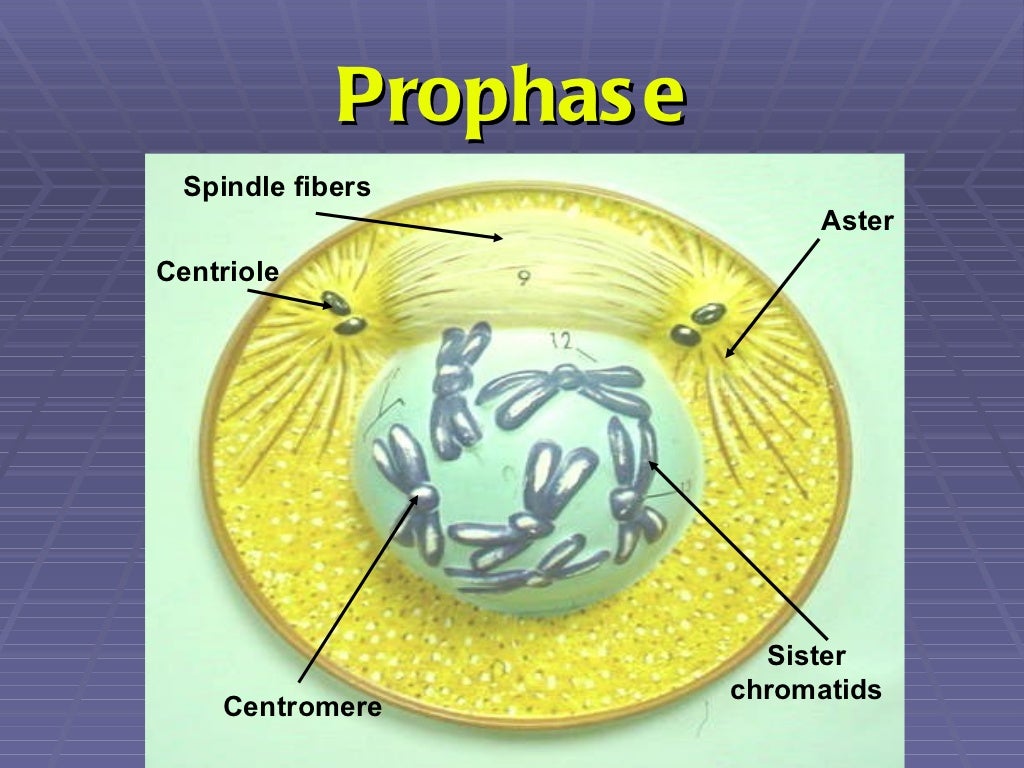Powerpoint on mitosis picture