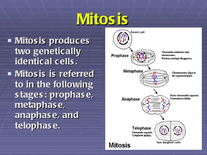 Cell cycle and mitosis ppt picture