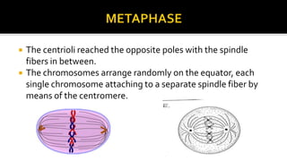 


The centrioli reached the opposite poles with the spindle
fibers in between.
The chromosomes arrange randomly on the equator, each
single chromosome attaching to a separate spindle fiber by
means of the centromere.

 