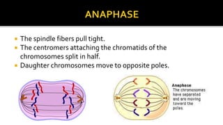 



The spindle fibers pull tight.
The centromers attaching the chromatids of the
chromosomes split in half.
Daughter chromosomes move to opposite poles.

 