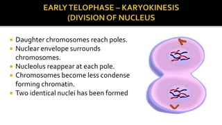 





Daughter chromosomes reach poles.
Nuclear envelope surrounds
chromosomes.
Nucleolus reappear at each pole.
Chromosomes become less condense
forming chromatin.
Two identical nuclei has been formed

 