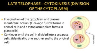 



Invagination of the cytoplasm and plasma
membrane occurs. (Cleavage furrow forms in
animal cells and a cytoplasmic plate forms in
plant cells)
Continues until the cell in divided into 2 separate
cells. (Identical to one another and to the original
cell)

 
