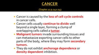 






Cancer is caused by the loss of cell cycle controls
in cancer cells.
Cancer cells usually continue to divide well
beyond a single layer, forming a clump of
overlapping cells called a tumor.
Malignant tumors invade surrounding tissues and
can metastasize exporting cancer cells to other
parts of the body, where they may form secondary
tumors.
They do not exhibit anchorage dependence or
density dependent inhibition.

 