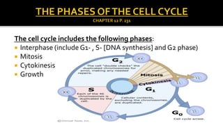 The cell cycle includes the following phases:
 Interphase (include G1- , S- [DNA synthesis] and G2 phase)
 Mitosis
 Cytokinesis
 Growth

 