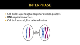 



Cell builds up enough energy for division process.
DNA replication occurs
Cell look normal, like before division

 