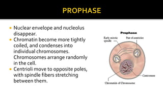 




Nuclear envelope and nucleolus
disappear.
Chromatin become more tightly
coiled, and condenses into
individual chromosomes.
Chromosomes arrange randomly
in the cell.
Centrioli move to opposite poles,
with spindle fibers stretching
between them.

 
