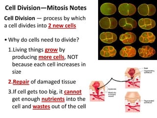 Cell Division—Mitosis Notes
Cell Division — process by which
a cell divides into 2 new cells
• Why do cells need to divide?
1.Living things grow by
producing more cells, NOT
because each cell increases in
size
2.Repair of damaged tissue
3.If cell gets too big, it cannot
get enough nutrients into the
cell and wastes out of the cell
 