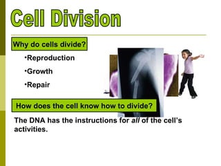 Cell Division ,[object Object],[object Object],[object Object],Why do cells divide? How does the cell know how to divide? The DNA has the instructions for  all  of the cell’s activities. 