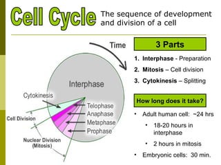 Cell Cycle Interphase - Preparation Mitosis – Cell division Cytokinesis – Splitting Adult human cell: ~24 hrs 18-20 hours in interphase 2 hours in mitosis Embryonic cells: 30 min. 3 Parts How long does it take? The sequence of development and division of a cell