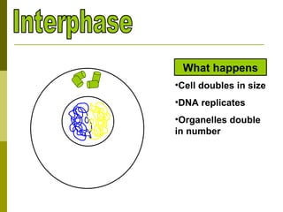 Interphase Cell doubles in size DNA replicates Organelles double in number What happens