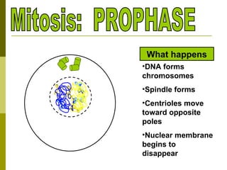 Mitosis: PROPHASE DNA forms chromosomes Spindle forms Centrioles move toward opposite poles Nuclear membrane begins to disappear What happens