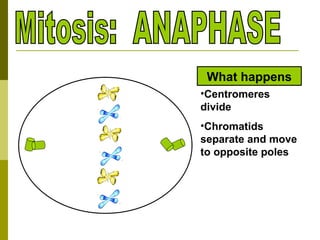 Mitosis: ANAPHASE Centromeres divide Chromatids separate and move to opposite poles What happens