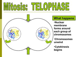 Mitosis: TELOPHASE Nuclear membrane forms around each group of chromosomes Chromosomes unwind Cytokinesis begins What happens
