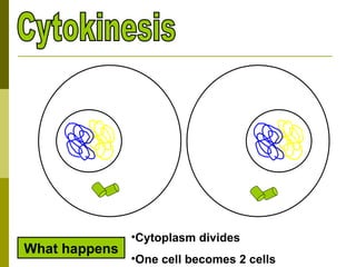 Cytokinesis What happens Cytoplasm divides One cell becomes 2 cells