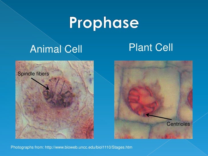 Mitosis P P T
