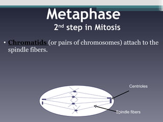 Metaphase   2 nd  step in Mitosis Chromatids  (or pairs of chromosomes) attach to the spindle fibers. Centrioles Spindle fibers 