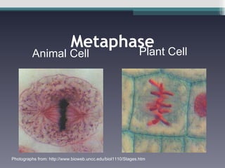 Metaphase Animal Cell Plant Cell Photographs from: http://www.bioweb.uncc.edu/biol1110/Stages.htm 