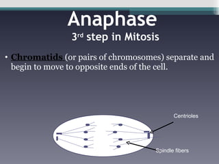 Anaphase  3 rd   step in Mitosis Chromatids  (or pairs of chromosomes) separate and begin to move to opposite ends of the cell.  Centrioles Spindle fibers 